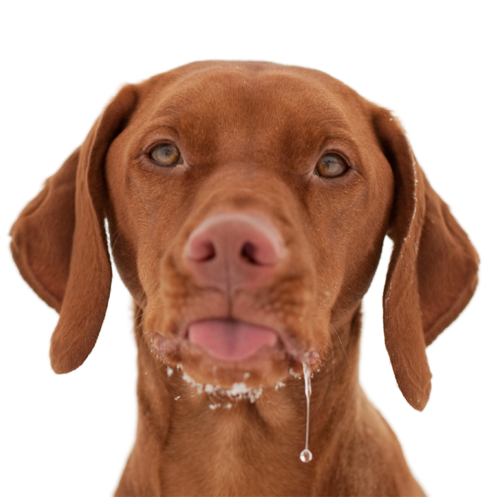 drooling for freshly cooked pet meals